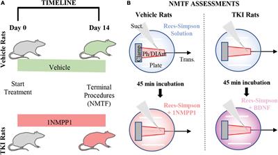 Brain derived neurotrophic factor/tropomyosin related kinase B signaling impacts diaphragm neuromuscular transmission in a novel rat chemogenetic model